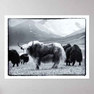 Yaks - Der Himalaya Poster