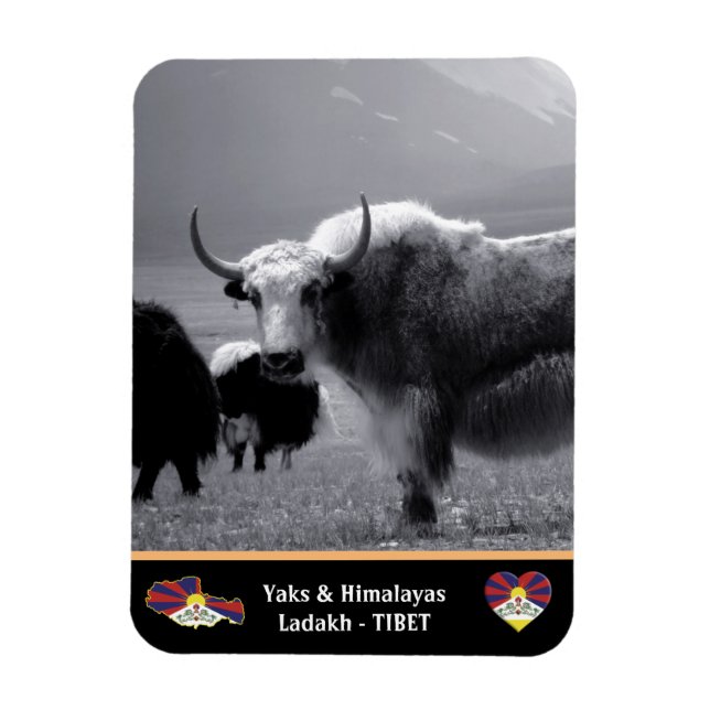 Yaks - Der Himalaya - Tibet / Ladakh Trekking Magnet (Vertikal)