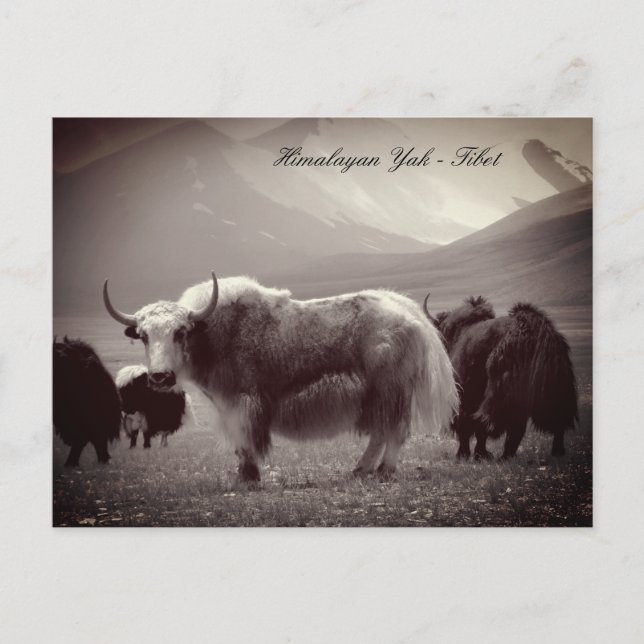 Yaks, Himalaya, Berge Ladakh/Tibet Yak Postkarte (Vorderseite)