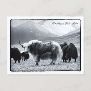 Yaks, Himalayas, Gebirgsnomaden Ladakh /Yak Tibet Postkarte