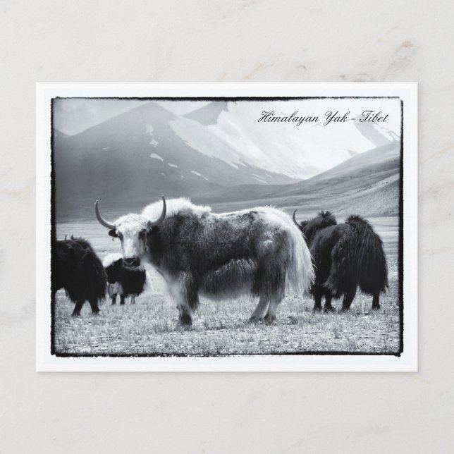 Yaks, Himalayas, Gebirgsnomaden Ladakh /Yak Tibet Postkarte (Vorderseite)