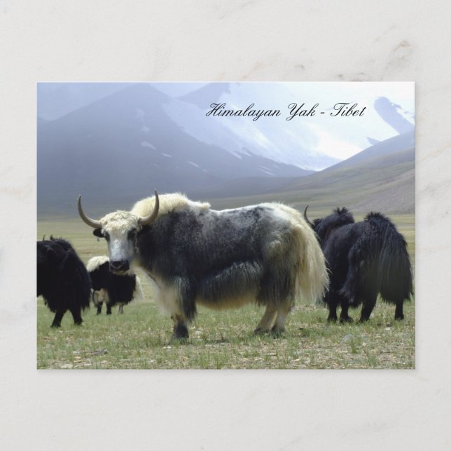 Yaks, Himalayas, Gebirgsnomaden Ladakh /Yak Tibet Postkarte (Vorderseite)
