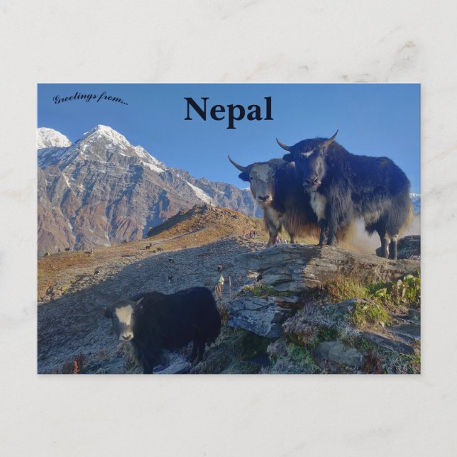 Yaks in Nepal Postkarte (Vorderseite)