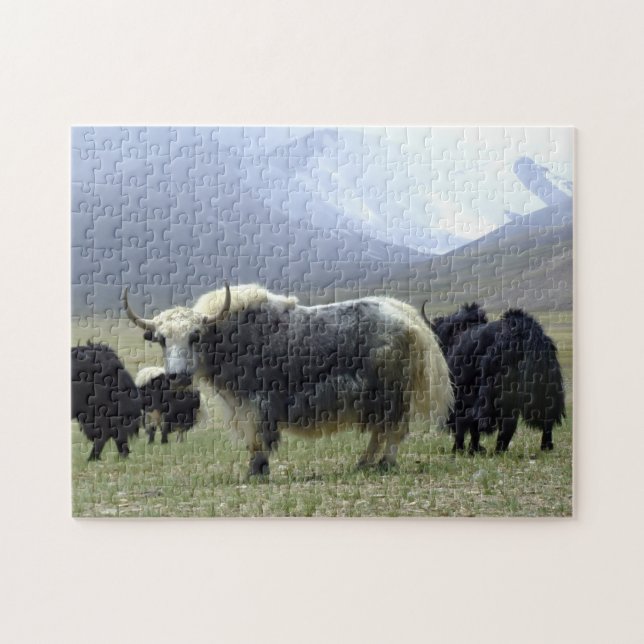 Yaks, Nomaden aus dem Himalaya - Tibet / Yak Ladak Puzzle (Horizontal)