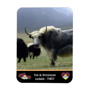 Yaks, Nomads of Himalayas - Tibet /Ladakh Magnet