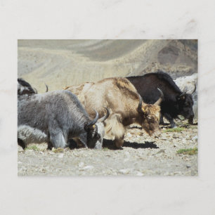 Yaks Postkarte