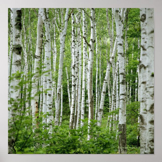 Yakumo-mura, Präfektur Nagano, Zentralhonshu Poster (Vorne)