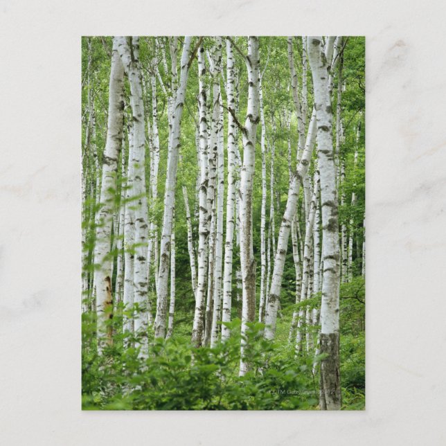 Yakumo-mura, Präfektur Nagano, Zentralhonshu Postkarte (Vorderseite)