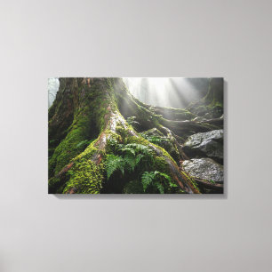 Yakushima-Mooswald 'Atem des Lebens' Biophil Leinwanddruck