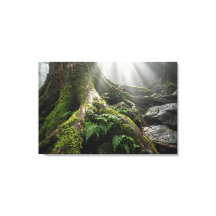Yakushima Moss Forest 'Breath of Life' | Biophilic