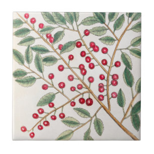 Yapon Holly Berries, Catesby Vintag Nature Art Fliese