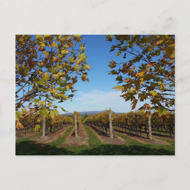 Yarra Valley Vineyard, Melbourne, Australien Postkarte (Vorderseite)
