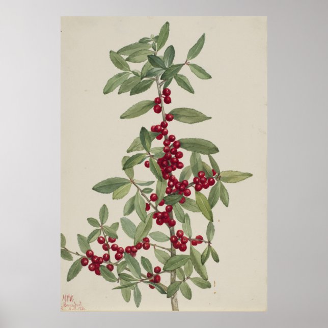 Yaupon (Ilex vomitoria) Poster (Vorne)