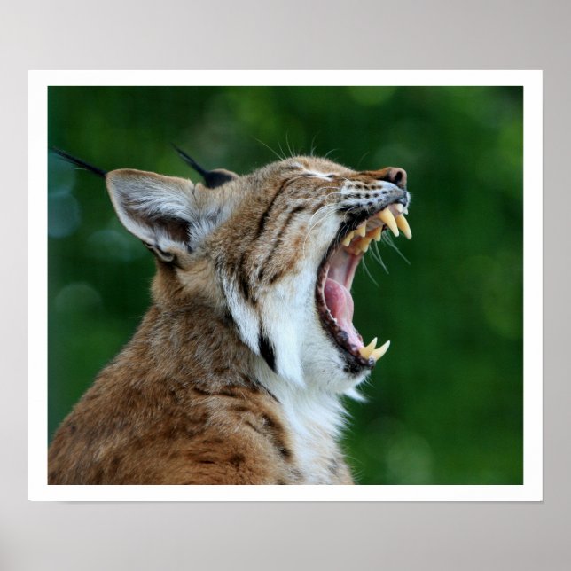 Yawning Bobcat Poster (Vorne)
