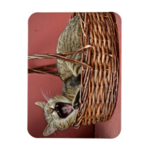 Yawning Cat Magnet