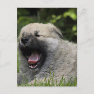 Yawning Chow Chow Postcard Postkarte