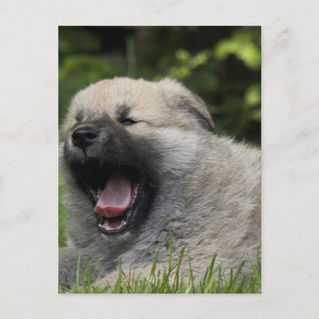 Yawning Chow Chow Postcard Postkarte (Vorderseite)