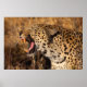 Yawning Leopard zeigt Zähne Poster (Vorne)