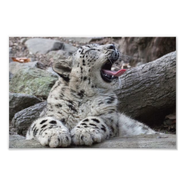 Yawning Snow Leopard Cub Fotodruck (Vorne)