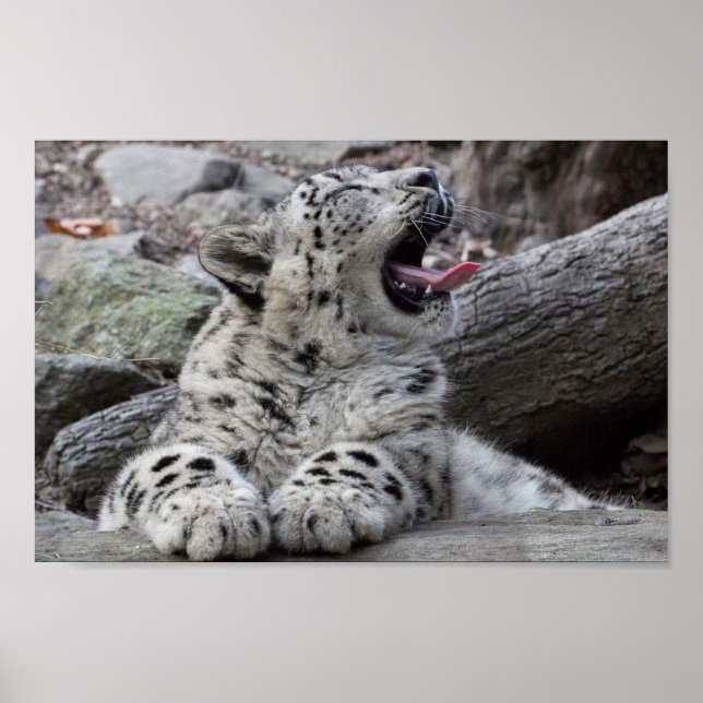 Yawning Snow Leopard Cub Poster (Vorne)