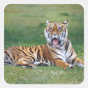 Yawning Tiger Quadratischer Aufkleber