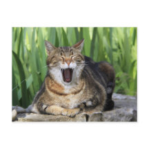 Yawning Tired Kitty Cat Niedlich Spaß Postkarte