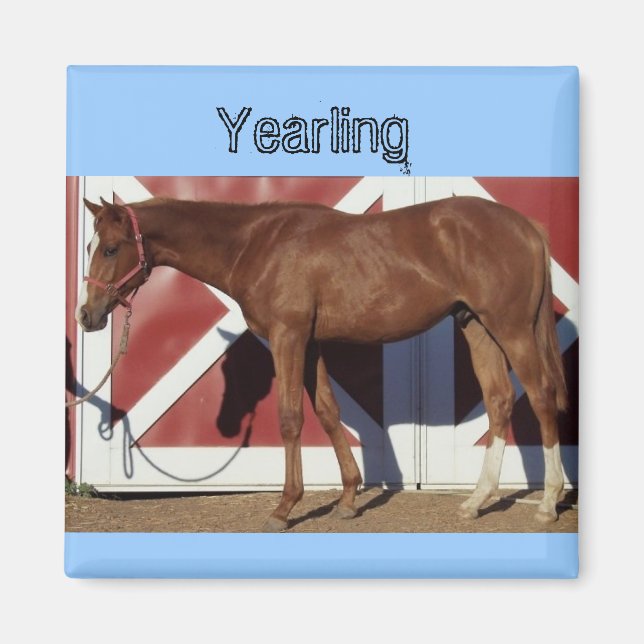 Yearlling Magnet (Vorne)