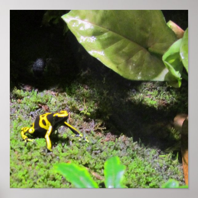 Yello Dart Frog Poster (Vorne)