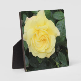 Yello-Rose Fotoplatte