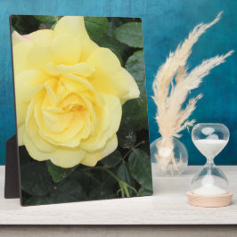 Yello-Rose Fotoplatte