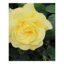 Yello-Rose