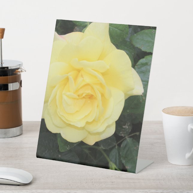 Yello-Rose Sockelschild (In SItu)