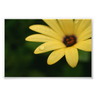 Yellow African daiscan Blume photoart Fotodruck