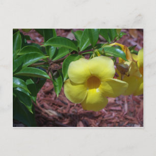 Yellow Alamanda Blume Postkarte