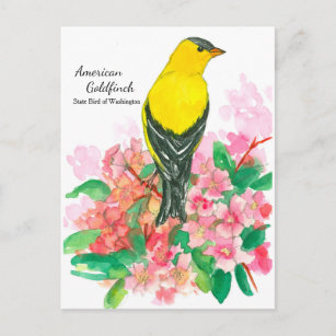 Yellow American Goldfinch Staat Bird of Washington Postkarte