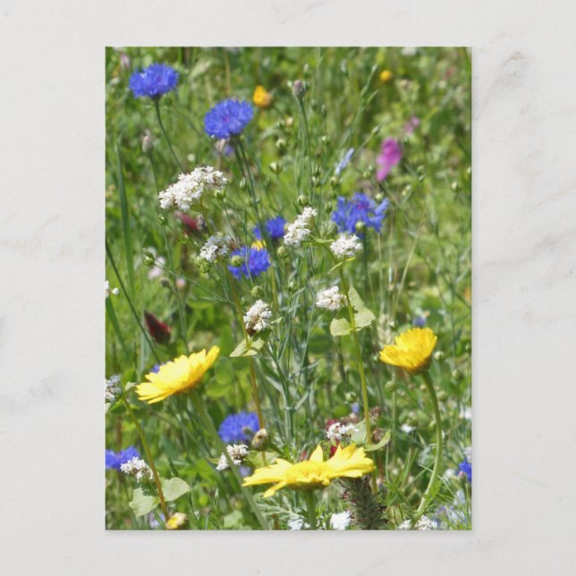Yellow and Blue Wildblumen DIY Postkarte (Vorderseite)