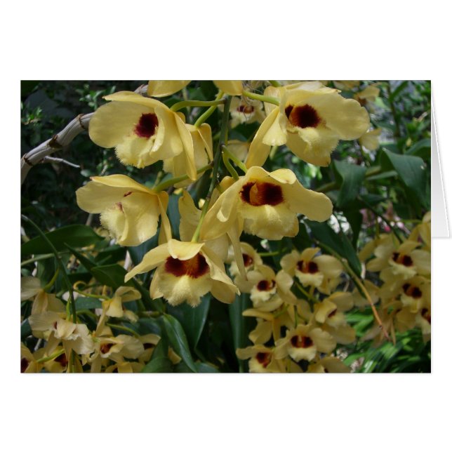 Yellow and Maroon Orchids Elegante (Vorderseite (Horizontal))