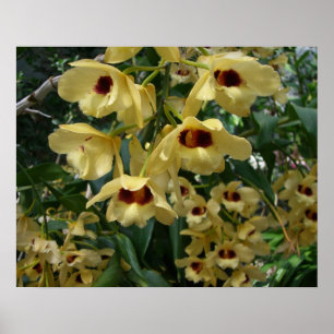 Yellow and Maroon Orchids Elegante Poster