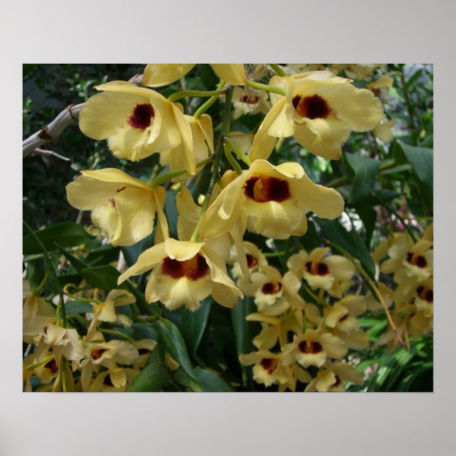 Yellow and Maroon Orchids Elegante Poster (Vorne)