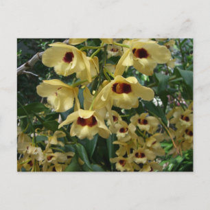 Yellow and Maroon Orchids Elegante Postkarte