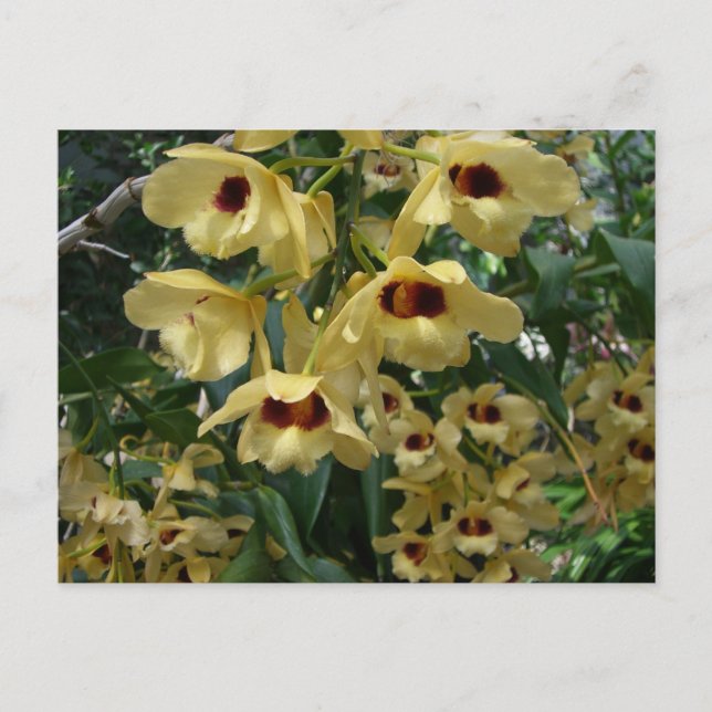 Yellow and Maroon Orchids Elegante Postkarte (Vorderseite)