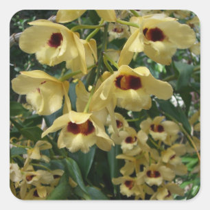Yellow and Maroon Orchids Elegante Quadratischer Aufkleber