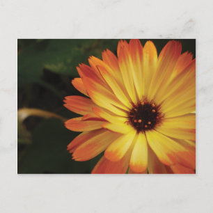 Yellow and Orange Pot Marigold Postkarte