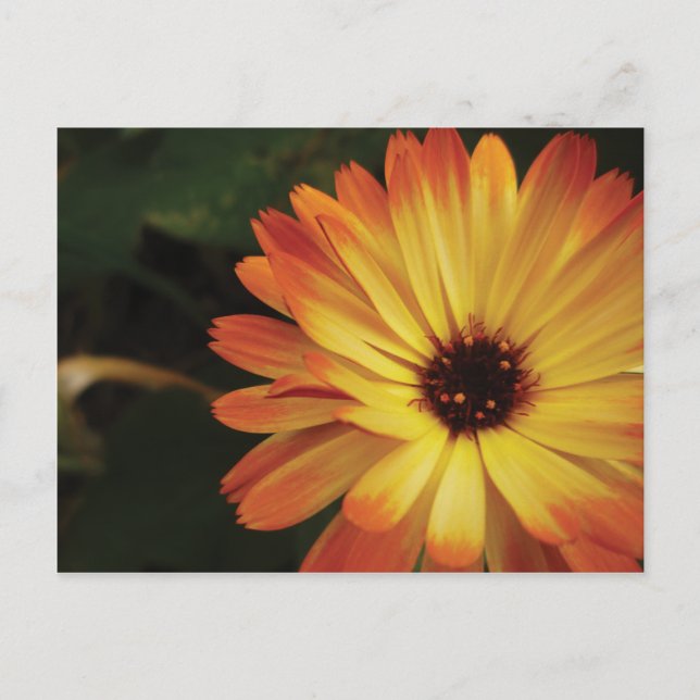 Yellow and Orange Pot Marigold Postkarte (Vorderseite)