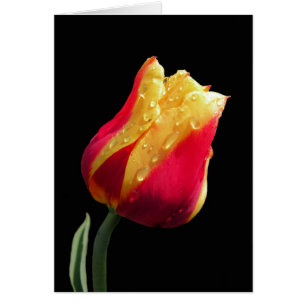 Yellow And Red Tulip