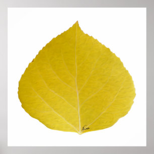 Yellow Aspen Leaf #5 Poster