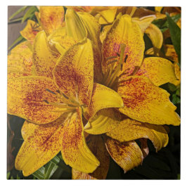 Yellow Astiatic Lily Blooms Floral Fliese