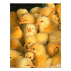 Yellow Baby Chicks Fotodruck