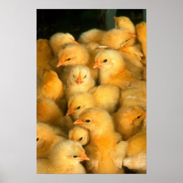 Yellow Baby Chicks Poster (Vorne)
