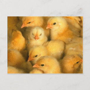 Yellow Baby Chicks Postkarte